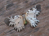 Narthecusa perplexa